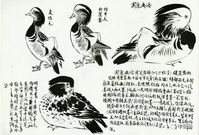 每日一学——国画鸳鸯，写意画法详解